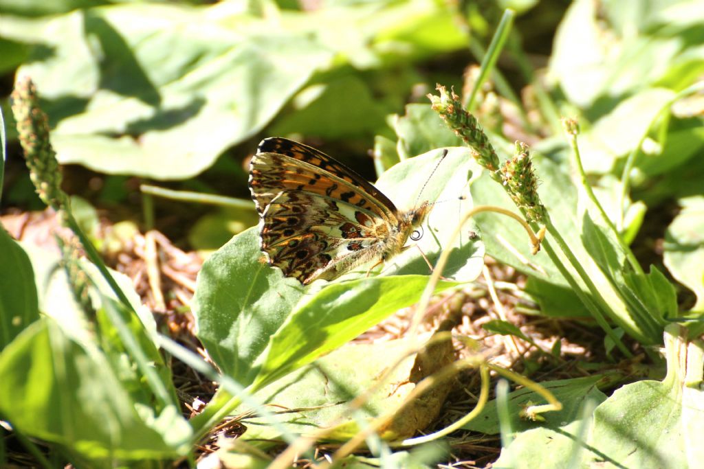 E'' una boloria? S, Boloria (Clossiana) titania - Nymphalidae